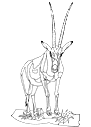 antilopa